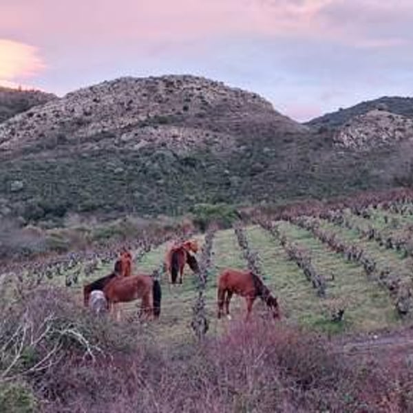 Domaine Montluzia - Saskia Lepage & Adrien Tyou