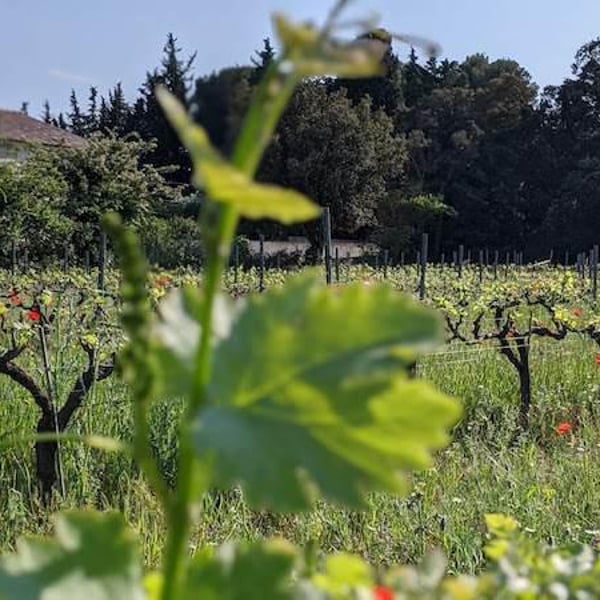 Château Boucarut - Saskia & Maurice Goetschy