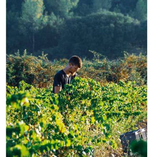 Vin de Famille Scarlata - Famille Scarlata