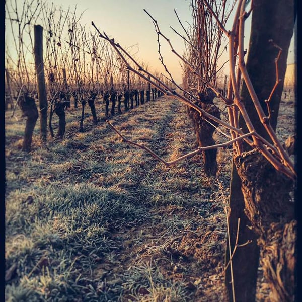 Domaine Sébastien David - Sébastien David