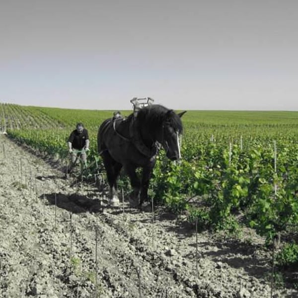 Champagne Mouzon Leroux - Sébastien Mouzon