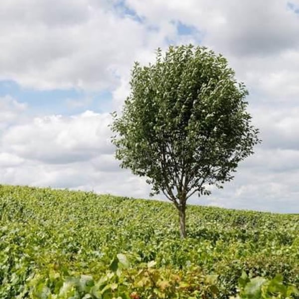 Champagne Mouzon Leroux - Sébastien Mouzon