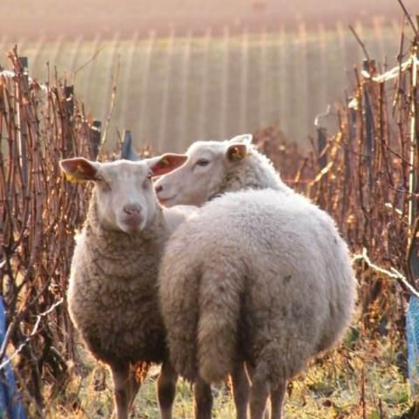 Champagne Mouzon Leroux - Sébastien Mouzon