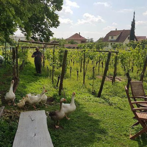 Le Clos Liebau - Sébastien Schwach-Burkard