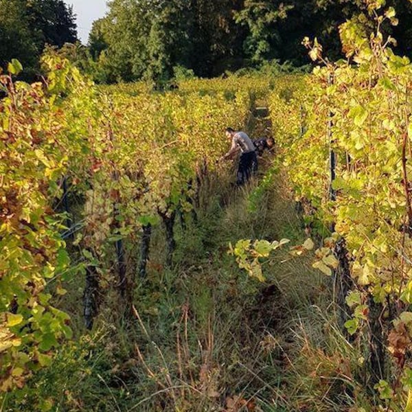 Le Clos Liebau - Sébastien Schwach-Burkard