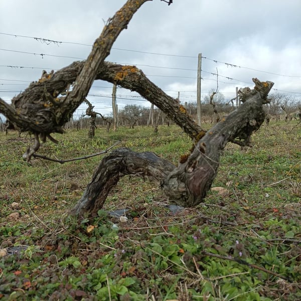 Le Petit Domaine d'Echiat - Serge Gayet