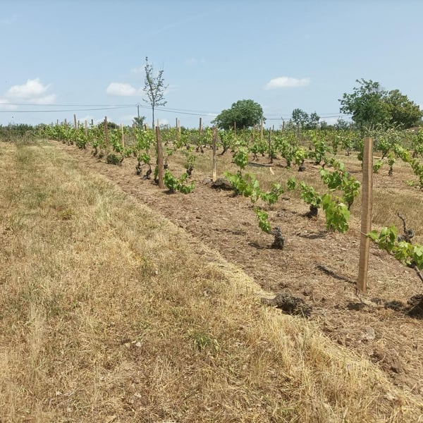 Le Petit Domaine d'Echiat - Serge Gayet