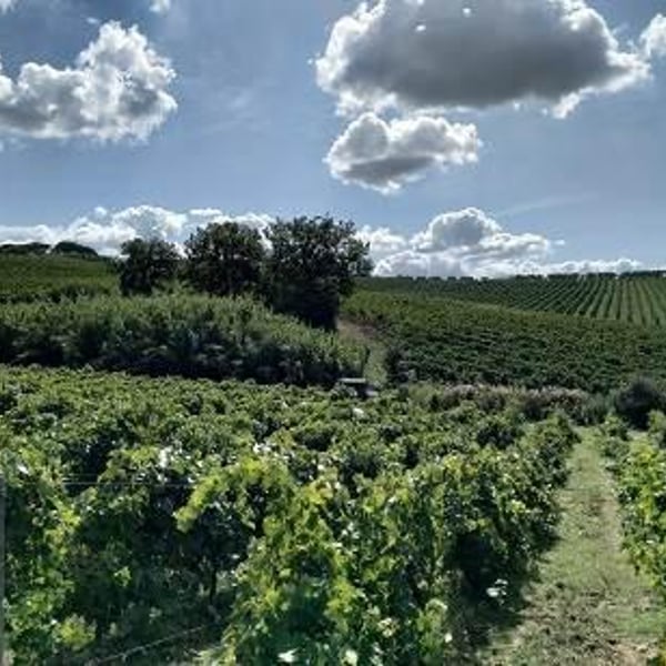 Azienda Vinicola Falzari - Sergio Falzari