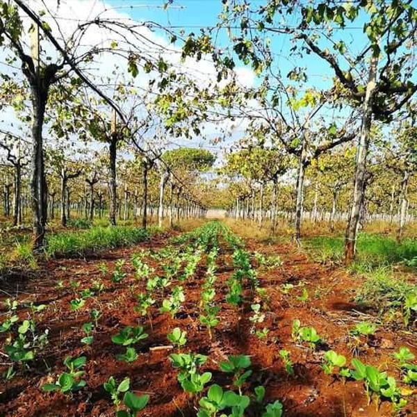 Sergio & Paulo Bombetti