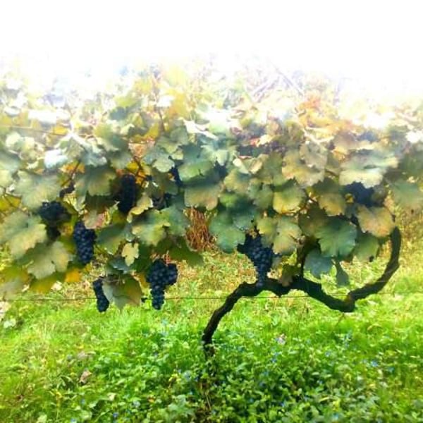 Family Winery Nagutnebi - Severiane Gambashidze