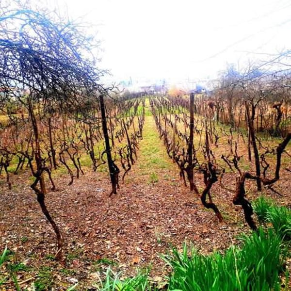 Family Winery Nagutnebi - Severiane Gambashidze