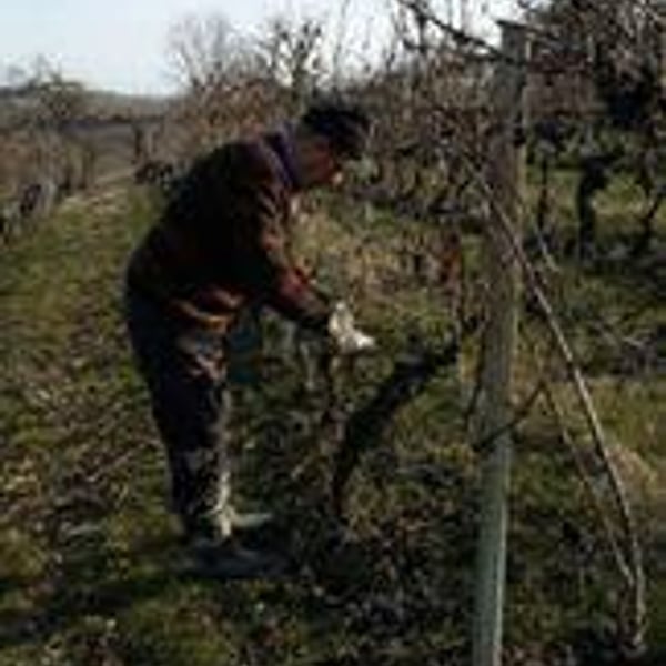 Curto Vini - Curto Marco e Nadia