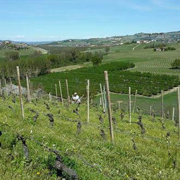 Curto Vini - Curto Marco e Nadia