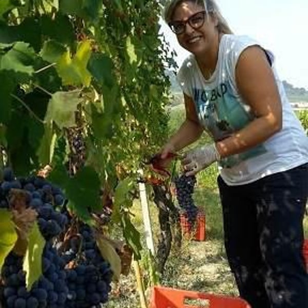 Curto Vini - Curto Marco e Nadia