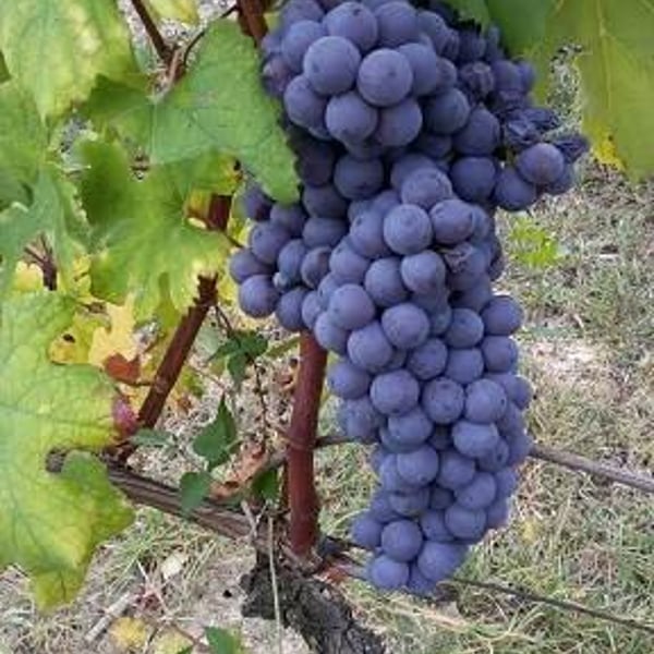 Curto Vini - Curto Marco e Nadia