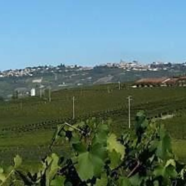 Curto Vini - Curto Marco e Nadia