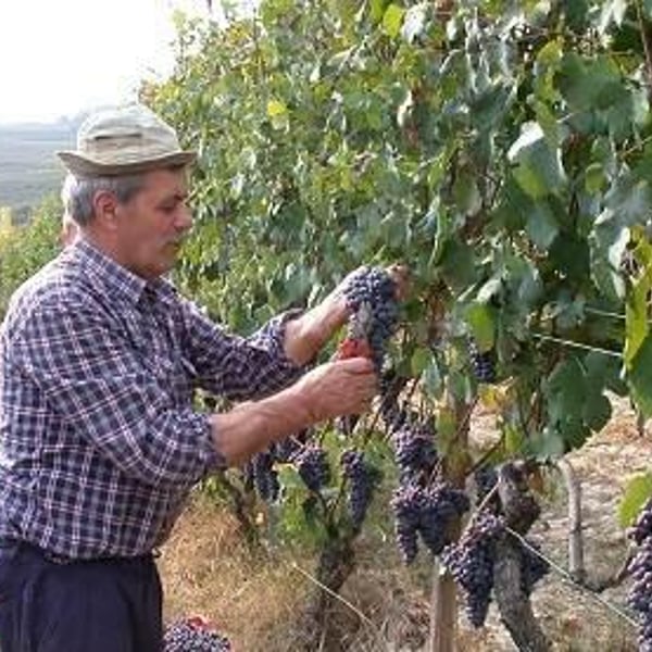 Curto Vini - Curto Marco e Nadia
