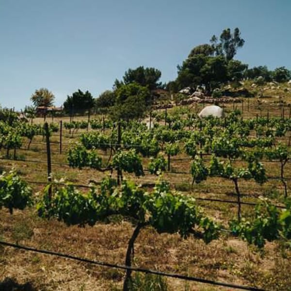 Vinos Pijoan - Silvana Pijoan