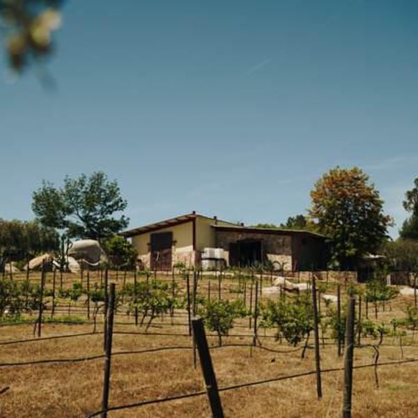 Vinos Pijoan - Silvana Pijoan