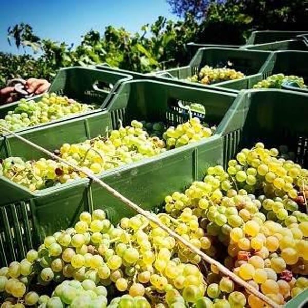 Poggio Bbaranèllo - Vignaioli Controvento - Silvia Pragliola & Lisa Gentili