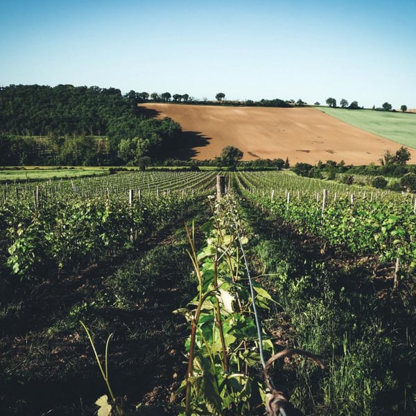 Domaine De Ribonnet - Simon Gerber