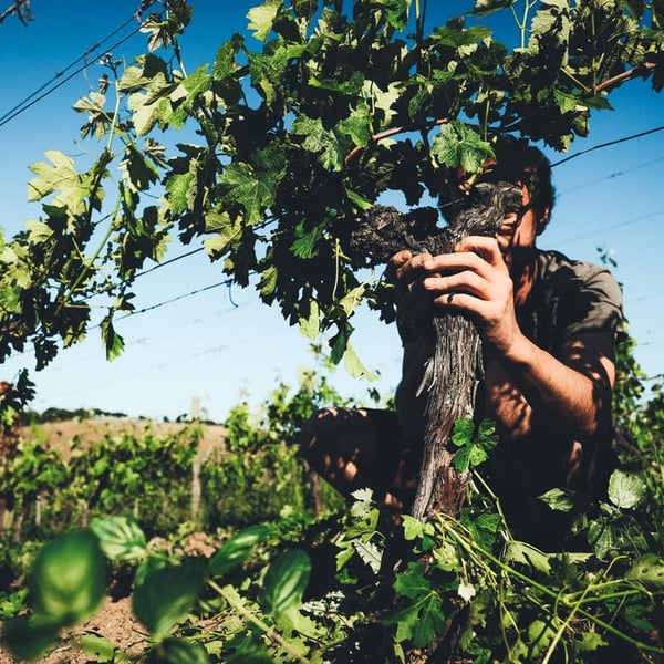 Domaine De Ribonnet - Simon Gerber