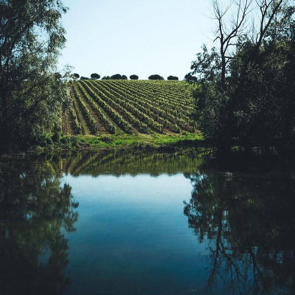 Domaine De Ribonnet - Simon Gerber