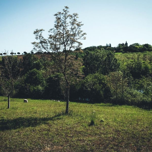 Domaine De Ribonnet - Simon Gerber