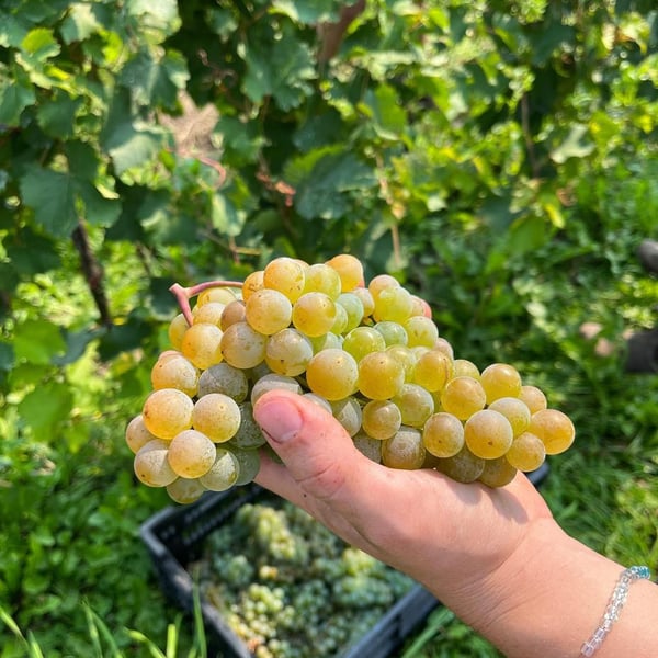 Vignoble de la Bauge - Simon Naud