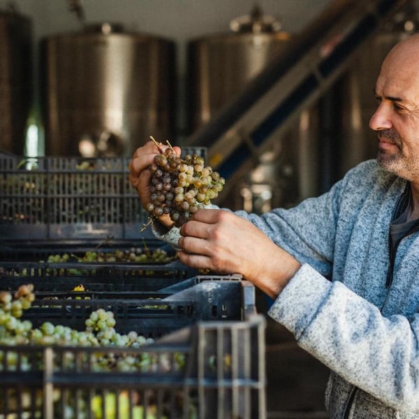 Vignoble de la Bauge - Simon Naud