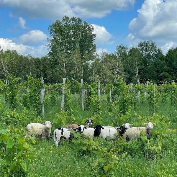 Vignoble de la Bauge - Simon Naud
