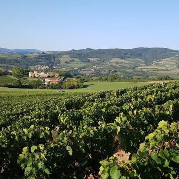 Domaine Des Canailles - Simon Perot