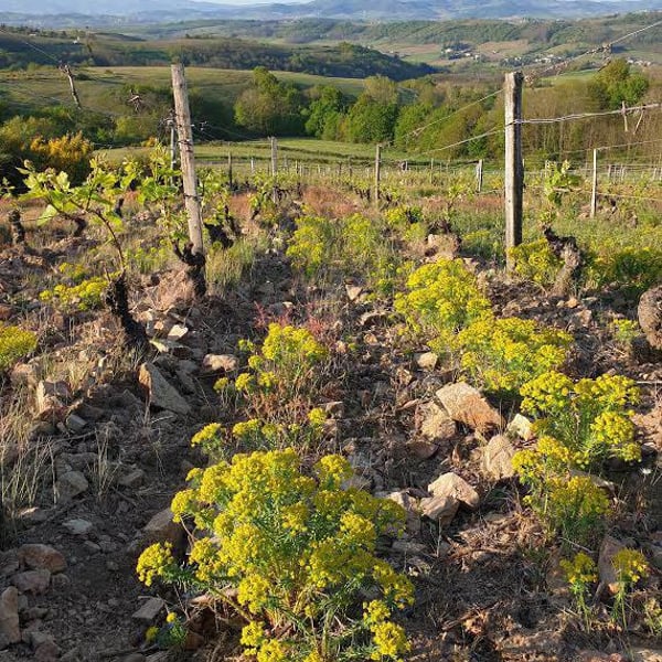 Domaine Des Canailles - Simon Perot