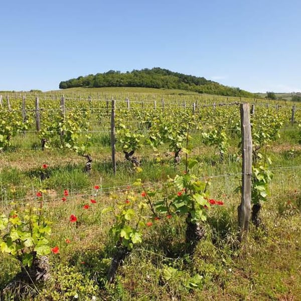 Domaine Des Canailles - Simon Perot