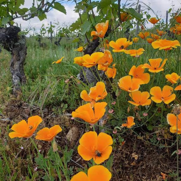 Domaine Des Canailles - Simon Perot