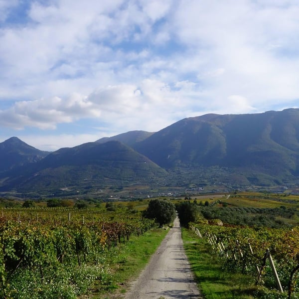 Cantina Simone Giacomo - Giacomo Simone