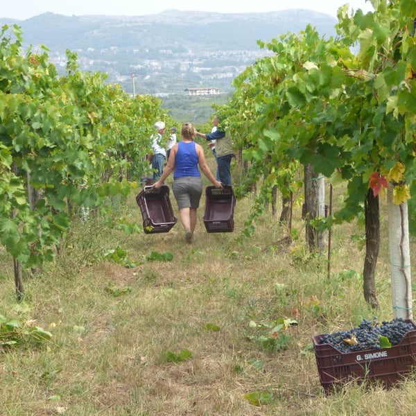 Cantina Simone Giacomo - Giacomo Simone