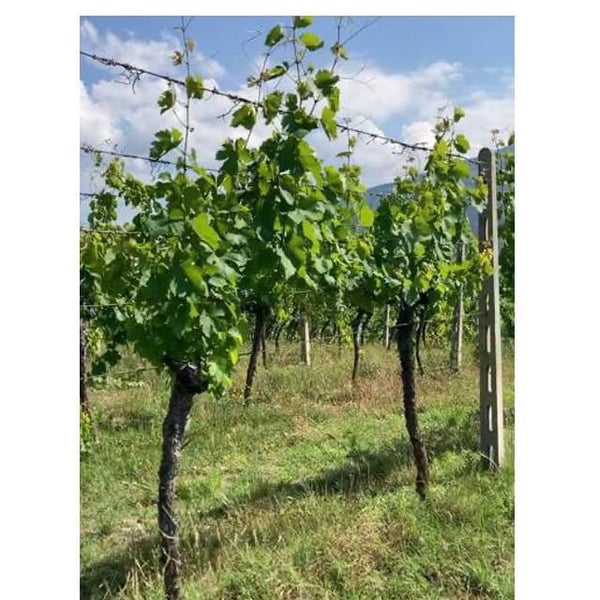 Azienda Agricola Candeloro - Simone Romano