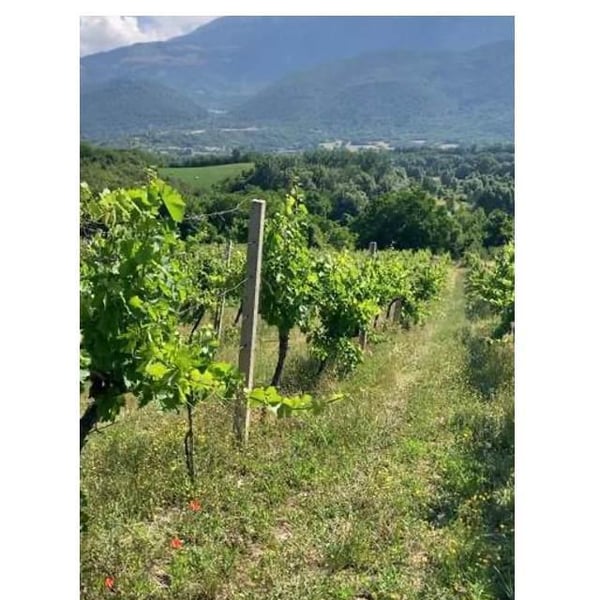 Azienda Agricola Candeloro - Simone Romano