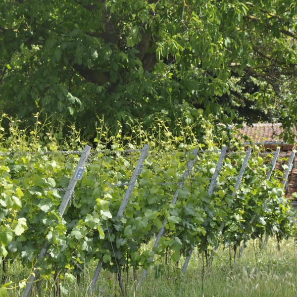 Domaine W - Sophie Et Dimitri
