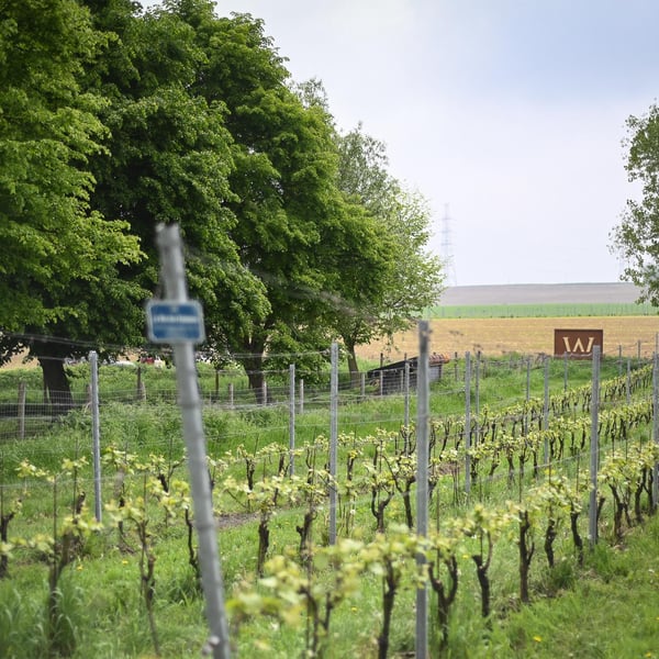 Domaine W - Sophie Et Dimitri