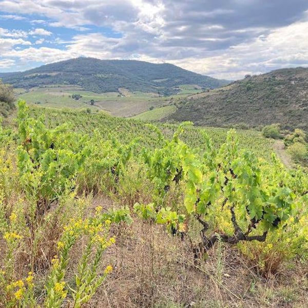 Clos Présent - Sophie Héraud