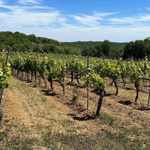 Sophie & Julien Ilbert