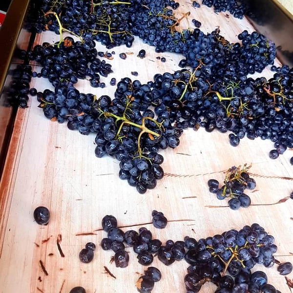 La Ferme Saint-Martin - Les Vins de Thomas - Sophie & Thomas Jullien
