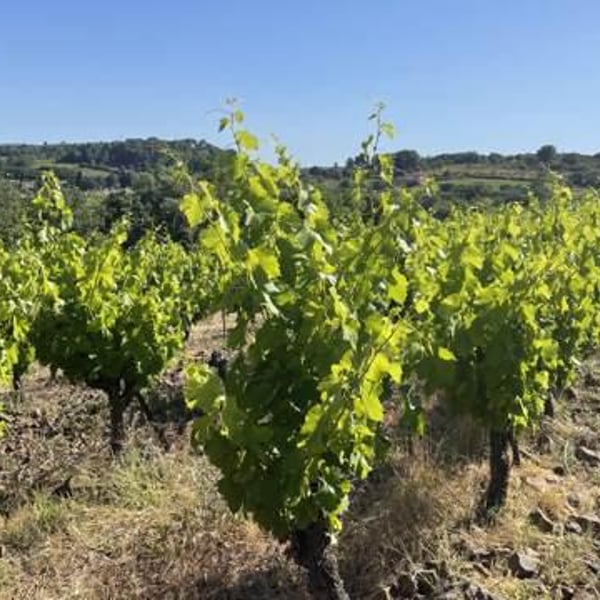 Les Vins De Mont-Val - Sophie Valançant & Jean-Yves Domont