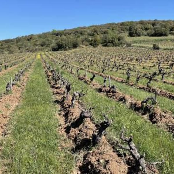 Les Vins De Mont-Val - Sophie Valançant & Jean-Yves Domont
