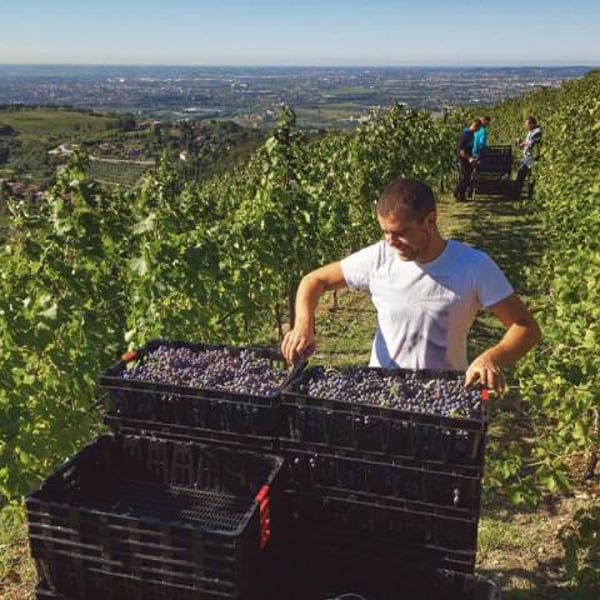 Società Agricola Il Sasso - Stefano Bellamoli