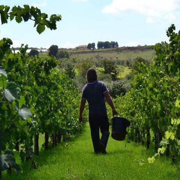 Società Agricola La Chiusa - Stefano Ientile
