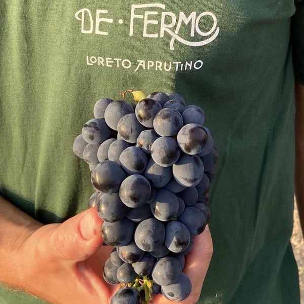 Azienda Agricola De Fermo - Stefano Papetti & Eloisa De Fermo