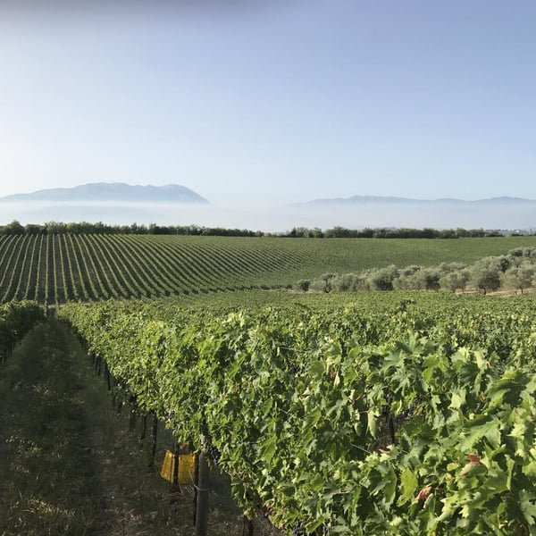 Azienda Agricola De Fermo - Stefano Papetti & Eloisa De Fermo